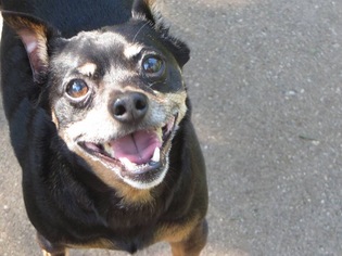 Miniature Pinscher Dogs for adoption in Lansing, MI, USA