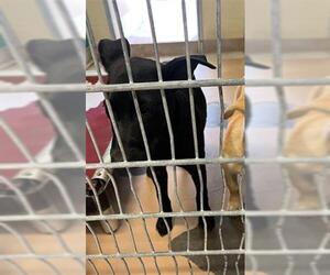 Labrador Retriever-Unknown Mix Dogs for adoption in Texas City, TX, USA