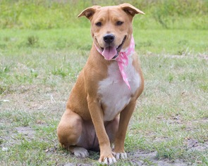 Medium Photo #1 Labrador Retriever Puppy For Sale in Sanford, FL, USA