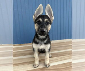 German Shepherd Dog-Unknown Mix Dogs for adoption in Lakewood, CO, USA