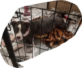 Medium Photo #1 American Pit Bull Terrier-Unknown Mix Puppy For Sale in Von Ormy, TX, USA