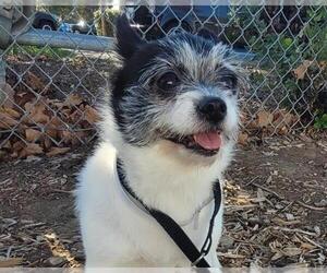 Chihuahua Dogs for adoption in Martinez, CA, USA