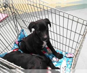 American Pit Bull Terrier-Unknown Mix Dogs for adoption in Tulsa, OK, USA