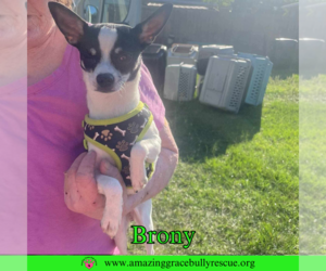 Chihuahua-Unknown Mix Dogs for adoption in Pensacola, FL, USA
