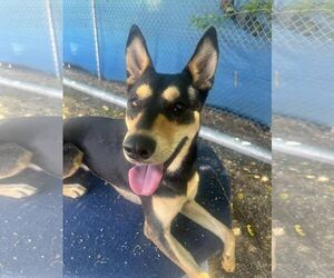 Australian Kelpie Dogs for adoption in Kansas City, MO, USA