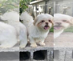 Cava-Tzu Dogs for adoption in Weston, FL, USA