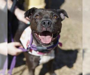 American Staffordshire Terrier Dogs for adoption in San Antonio, TX, USA