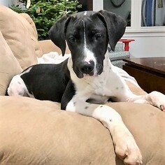 Great Dane Dogs for adoption in Genesee, WI, USA