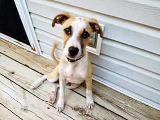 Boxador Dogs for adoption in Canton, CT, USA