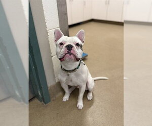 French Bulldog Dogs for adoption in Santa Maria, CA, USA