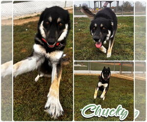 Huskies -Unknown Mix Dogs for adoption in Pierceton , IN, USA