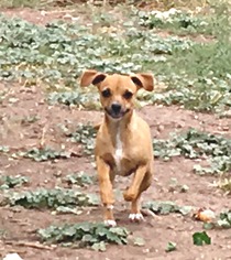 Medium Photo #1 Italian Greyhuahua Puppy For Sale in Peralta, NM, USA