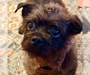 Cairn Terrier Dogs for adoption in Spring Lake, NC, USA