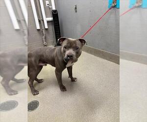 American Pit Bull Terrier-Unknown Mix Dogs for adoption in Las Vegas, NV, USA