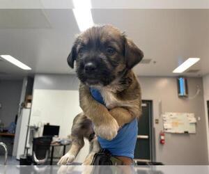 Mutt Dogs for adoption in Riverside, CA, USA