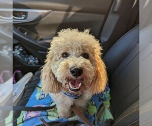 Poodle (Toy) Dogs for adoption in Tenafly, NJ, USA