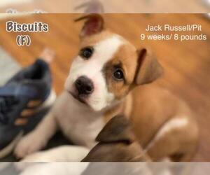 Jack Russell Terrier Dogs for adoption in pomfret, CT, USA
