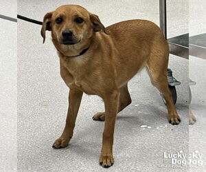 Labrador Retriever-Unknown Mix Dogs for adoption in Washington, DC, USA