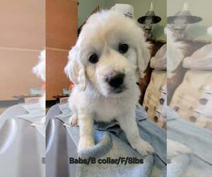 Great Pyrenees-Unknown Mix Dogs for adoption in Aurora, IN, USA