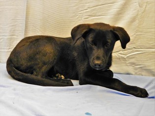 Medium Photo #1 Collie-Labrador Retriever Mix Puppy For Sale in Tupelo, MS, USA