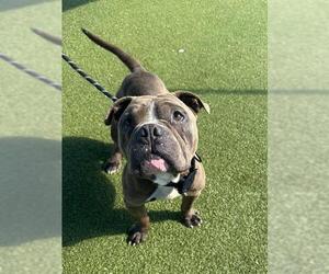 American Bulldog-Unknown Mix Dogs for adoption in Pasadena, TX, USA