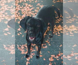 Labrador Retriever-Unknown Mix Dogs for adoption in Coldwater, MI, USA