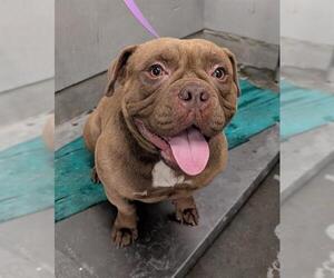 Bulldog-Staffordshire Bull Terrier Mix Dogs for adoption in Camarillo, CA, USA