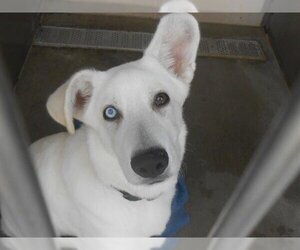 German Shepherd Dog-Siberian Husky Mix Dogs for adoption in Orange, CA, USA