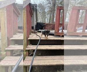 Chihuahua-Unknown Mix Dogs for adoption in Ball Ground, GA, USA