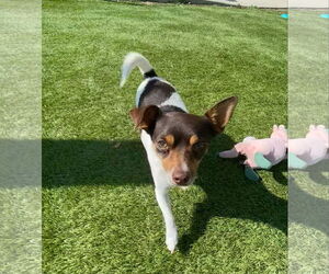 Rat Terrier-Unknown Mix Dogs for adoption in La Verne, CA, USA