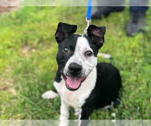 Border Collie-Unknown Mix Dogs for adoption in Urbana, IL, USA