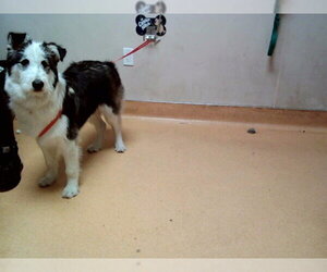 Border Collie-Unknown Mix Dogs for adoption in Martinez, CA, USA