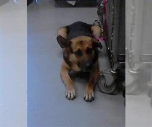 German Shepherd Dog Dogs for adoption in Fayetteville, NC, USA