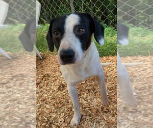 Labrador Retriever-Unknown Mix Dogs for adoption in Greenbelt, MD, USA