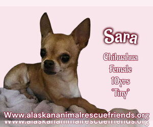 Chihuahua-Unknown Mix Dogs for adoption in Anchorage, AK, USA