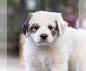 Labrenees Dogs for adoption in San Diego, CA, USA