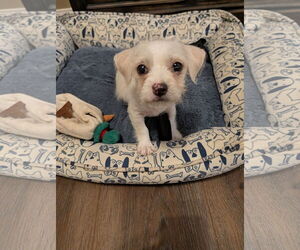 Shih Tzu Dogs for adoption in The Woodlands, TX, USA