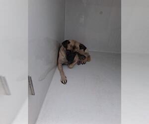 Pug-Unknown Mix Dogs for adoption in Houston, TX, USA