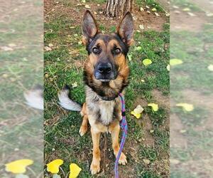 German Shepherd Dog Dogs for adoption in Sacramento, CA, USA