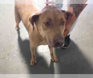 Labrador Retriever-Unknown Mix Dogs for adoption in Bakersfield, CA, USA