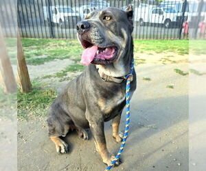 English Mastweiler Dogs for adoption in Long Beach, CA, USA
