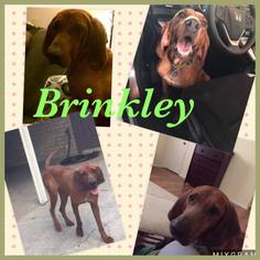 Redbone Coonhound Dogs for adoption in Clifton, TX, USA