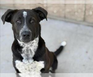 Labrador Retriever-Unknown Mix Dogs for adoption in Tulsa, OK, USA