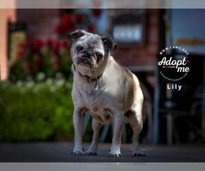 Pug Dogs for adoption in Salt Lake City, UT, USA