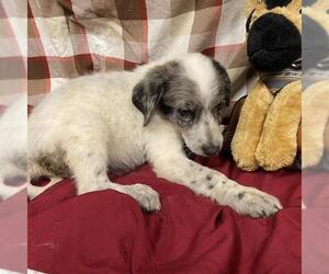 Australian Cattle Dog-Labrador Retriever Mix Dogs for adoption in Modesto, CA, USA