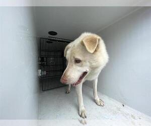 - Mix Dogs for adoption in Houston, TX, USA