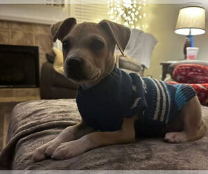 Cojack Dogs for adoption in Kannapolis, NC, USA