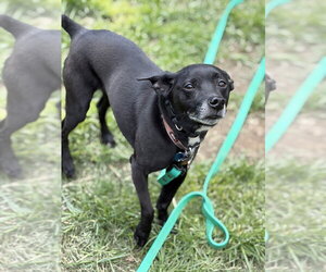 Chihuahua-Unknown Mix Dogs for adoption in Brewster, NY, USA