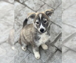 Huskies -Unknown Mix Dogs for adoption in Dana Point, CA, USA