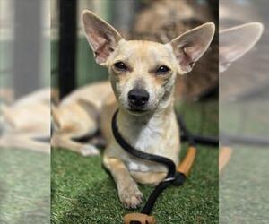 Chihuahua Dogs for adoption in Woodland, CA, USA